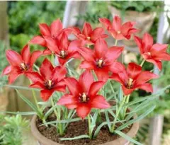 黒猫伯爵様 リクエスト 6点 まとめ商品