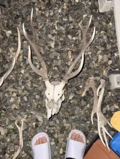 【最終値引き】鹿の頭骨 角付き 約65cm cd2d3f744579c8a1076364872443ae