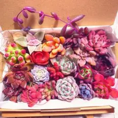 【AM A31鮮やか多肉 カラフル寄せ植え用セット♬ 現品♬