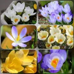 サリー（プロフ必読願います）様 リクエスト 2点 まとめ商品