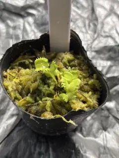 食虫植物 ハエトリソウ 大狼 子株 - メルカリ
