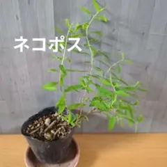 ユキヤナギの挿し木苗2～3株セットの出品⑥ - メルカリ