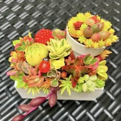 そのまま飾れる多肉植物寄せ植え こぼれ鉢 管理書付き - メルカリ
