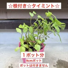 ⑩タイミント(サラネー)☆根付き苗☆タイ料理の必需品☆のサムネイル