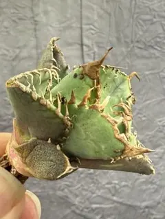 2026年最新】アガベ ブツブツの人気アイテム - メルカリ