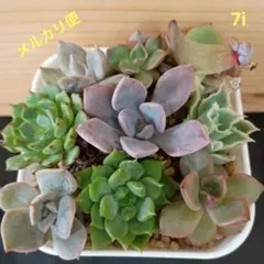 ピンクルルビー マーベル錦 七福美尼 全部抜き 多肉植物 - メルカリ