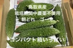 朝どれ　栽培期間中農薬不使用　ゴーヤ　コンパクト箱のサムネイル