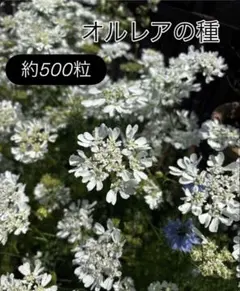オルレアの種 約500粒以上のサムネイル