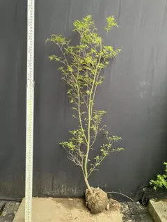 エゾヤマザクラ 素掘り苗 1 一桁値下げしますのでコメントください