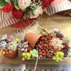 5周年♡こぼれ虹の玉♡こぼれセダム♡多肉植物寄せ植え♡そのまま飾れる♡