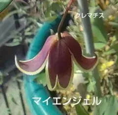 クレマチス マイエンジル ⑦ 苗のサムネイル