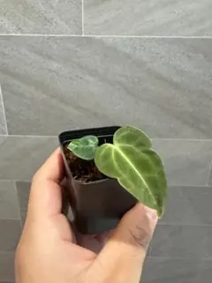 ドミニク様 リクエスト 2点 まとめ商品