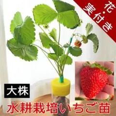 ココ♡ママ様 リクエスト 2点 まとめ商品