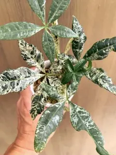 美株】パキラ ミルキーウェイ 実生 No11 2025年最新】パキラ