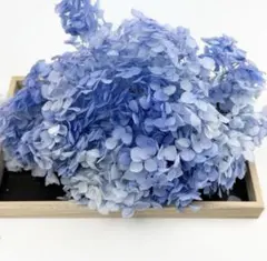 수국 Z 그레이드 ① 20g 프리저브드 플라워