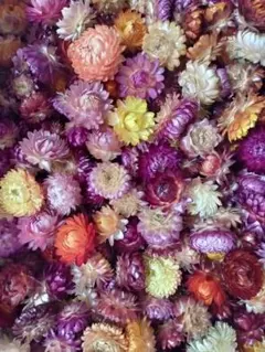 たんぽぽ様 リクエスト 2点 まとめ商品