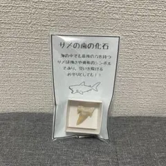 サメの歯の化石 ミニチュア お守り