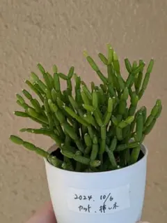 リプサリスサルコイアシ　抜き苗サボテン リプサリスサルコイアシ 抜き苗サボテン 楽天市場】多肉植物 猿