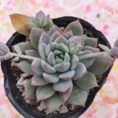 Wonwoo様 リクエスト 4点 まとめ商品