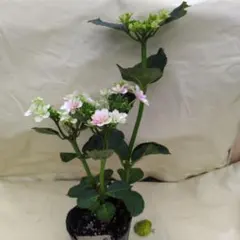 ヒデジイ様 リクエスト 3点 まとめ商品