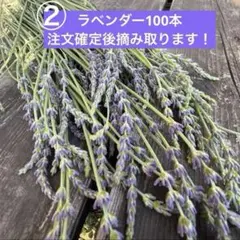 富良野 イングリッシュ系 ラベンダー 摘みたて100本 切花 - メルカリ