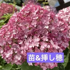 トトちゃん様 リクエスト 3点 まとめ商品