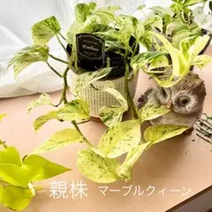 ポトス2種類❤️斑入りマーブルクィーン・ライムグリーン✨カット苗　観葉植物のサムネイル