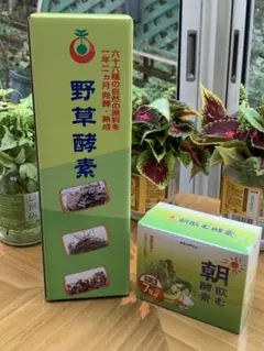 野草酵素、朝飲む酵素セット