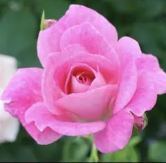 バラ 白 ピンク 色変わり 挿し木 苗 四季咲き 花苗