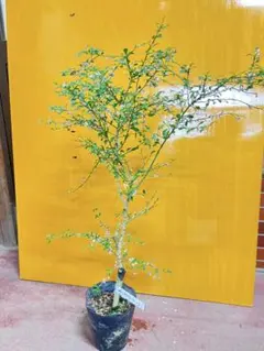 ASUS【プロフご確認下さい。値下不可】様 リクエスト 3点 まとめ商品