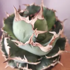 2026年最新】アガベ大株の人気アイテム - メルカリ