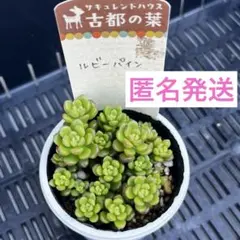 2026年最新】古都の葉の人気アイテム - メルカリ