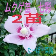 ムクゲ苗　七彩　2苗　青紫色 ★安心のネコポス便★ 夏の主人公