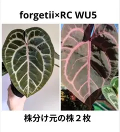 2025年最新】アンスリウムレッドクリスタリナムの人気アイテム - メルカリ