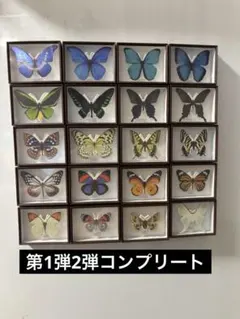 2025年最新】蝶標本 ドイツ箱の人気アイテム - メルカリ