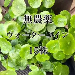 ウォーターコイン ウォーターマッシュルーム 15株 水草 ③のサムネイル
