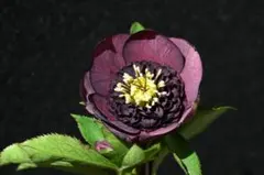 2026年最新】加藤農園モーリーの人気アイテム - メルカリ