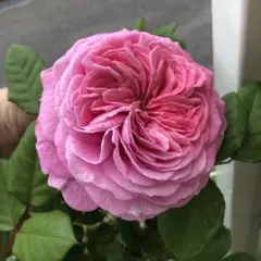 バラ苗　バラ挿し木苗　マリー⑤