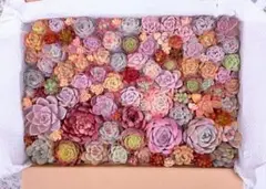 ♡紅葉②激チビ苗&チビ苗&小苗 多肉植物人気の韓国苗入りエケベリアカット苗セット