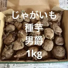 포테이토씨드 포테이토 바론 1kg