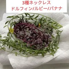 多肉植物 3種ネックレス ドルフィン/ルビー/バナナネックレス カット各5本