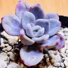 多肉植物 ☘美人☘韓国苗育成 抜き苗 c138のサムネイル