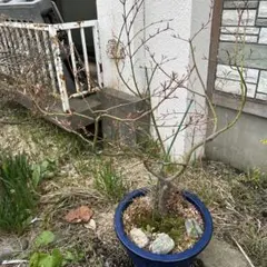 山もみじ 小葉性 盆栽 紅葉 足元良 樹高38㎝ - メルカリ