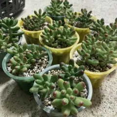 2025年最新】ルビーティント 多肉植物の人気アイテム - メルカリ