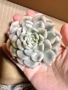 ちい様 リクエスト 3点 まとめ商品