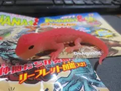 イグアナ＆coミニ シナワニトカゲ　アンドコミニ 応募券付のサムネイル
