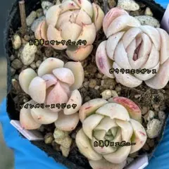 Mochi様 リクエスト 2点 まとめ商品