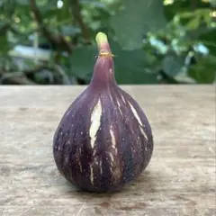 2026年最新】いちじく沼の人気アイテム - メルカリ