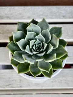 Top【選抜株】多肉植物 360929ブラックローズ錦 24個 鉢無し/脱土