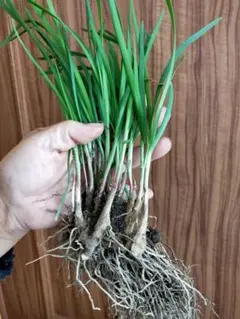 aoiii...様 リクエスト 2点 まとめ商品